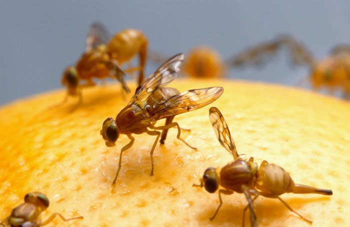 Mexican fruit fly on food