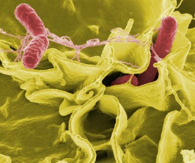 Salmonella Virus