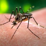 Zika Virus And Climate Change