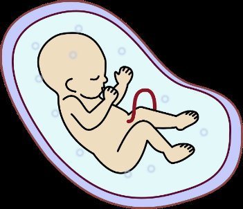 Baby in utero