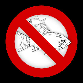 No fish allergy