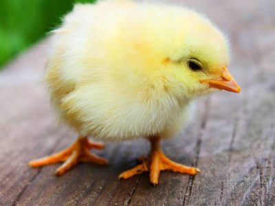 chick linked to salmonella
