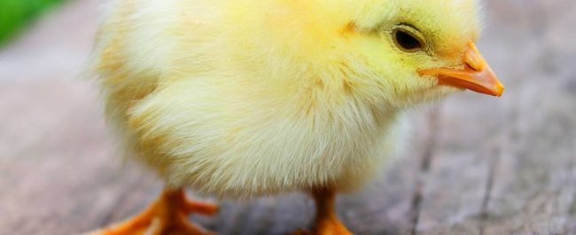 chick linked to salmonella